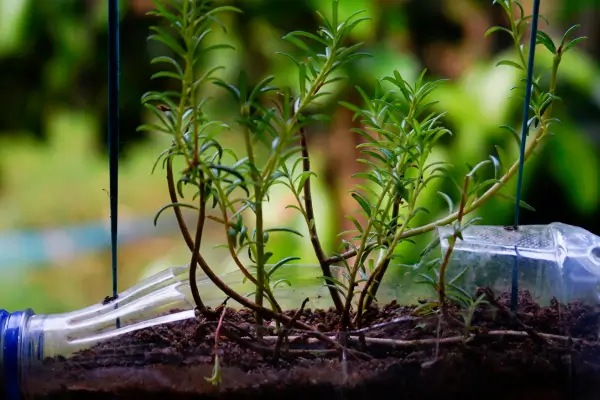 Como cultivar uma horta orgânica em espaços reduzidos